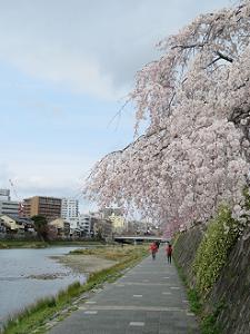 遊歩道から見る枝垂れ桜
