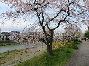 枝垂れ桜とレンギョウ