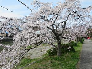 白く咲く枝垂れ桜