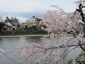 枝垂れ桜と鴨川