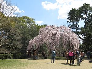 出水の枝垂れ桜