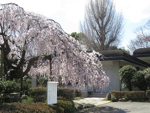 皇宮警察の枝垂れ桜