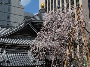 本堂の屋根と御幸桜