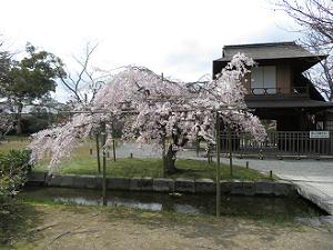 枝垂れ桜と傍花閣