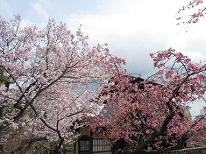 満開の桜と傍花閣