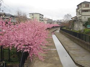 淀駅と淀水路で満開になった河津桜 19年 京都観光旅行のあれこれ