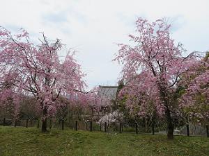 墓地の八重紅枝垂れ桜