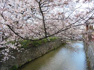 大和橋から見る桜