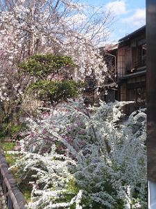 雪柳と枝垂れ桜