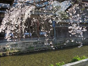 枝垂れ桜と白川