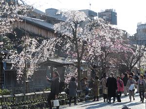 観光客と枝垂れ桜