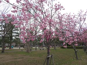 岡崎公園の陽光桜
