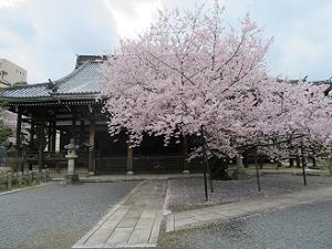 本堂と桜