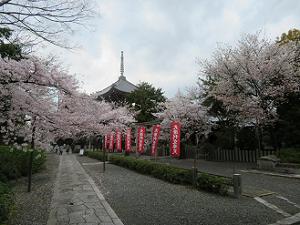 参道と桜