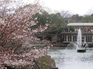 咲き始めの桜と噴水