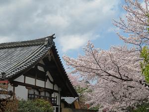 屋根と桜