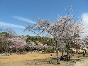 桜が満開の亀山公園