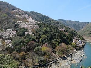 展望台から見る嵐山の桜