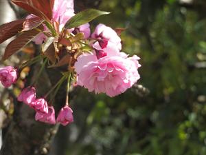 咲き始めの関山桜