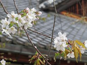 北野桜
