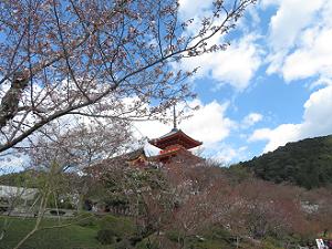 見上げる桜と三重塔