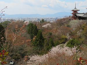 見下ろす桜と三重塔