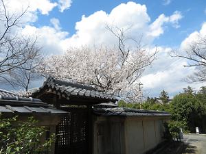 西雲院の桜