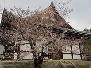阿弥陀堂と桜