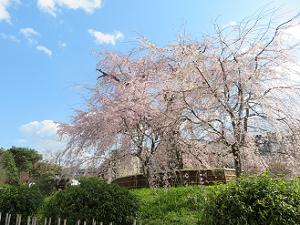 祇園枝垂れ桜