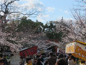 混雑する円山公園