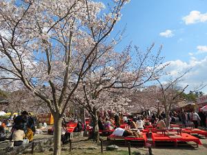 桜と緋毛氈