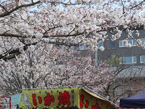 頭上の桜