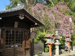 神馬舎と枝垂れ桜