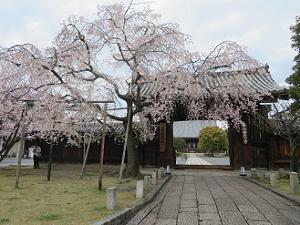 大門と枝垂れ桜