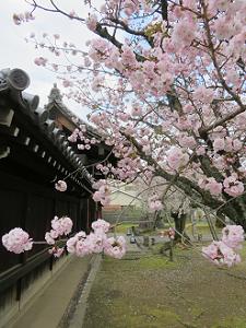 見ごろの八重桜
