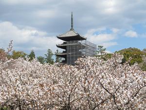 五重塔と御室桜