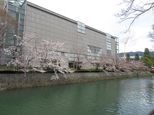 京都国立近代美術館と桜