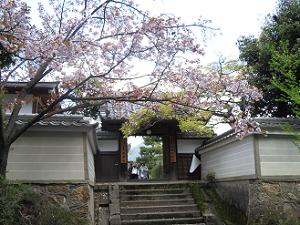 桜と山門