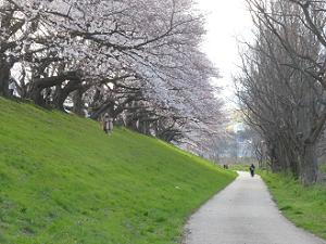 遊歩道と桜並木