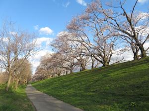 桜並木と芝生と空