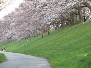 桜並木と芝生の斜面