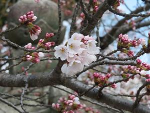 咲き始めのソメイヨシノ