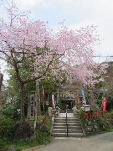 枝垂れ桜と熊野若王子神社