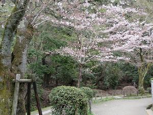 5分咲きの桜