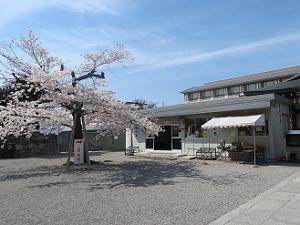 桜と仮御影堂