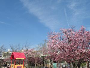 陽光桜