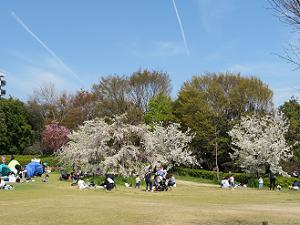 満開の枝垂れ桜