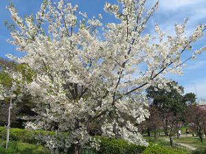 大島桜