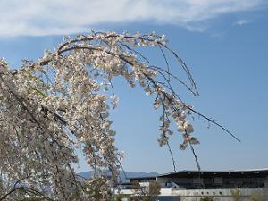 枝垂れ桜と青空