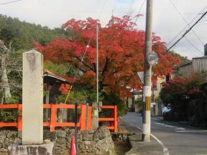 西から見る紅葉